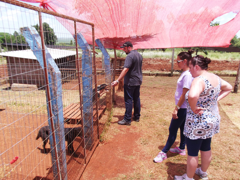 Trabalho conjunto em prol dos animais abandonados pela sociedade